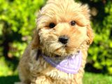 A Kali̇te Mi̇ni̇ Boy Malti̇poo Bebekleri̇mi̇z