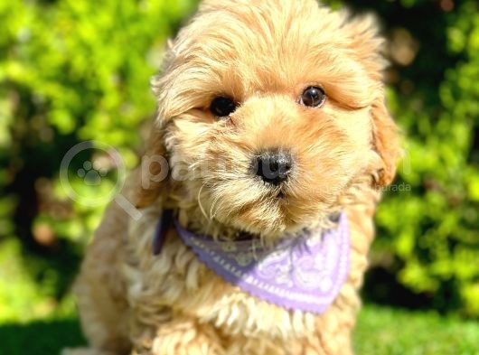 A Kali̇te Mi̇ni̇ Boy Malti̇poo Bebekleri̇mi̇z görsel