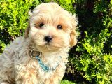 A Kali̇te Mi̇ni̇ Boy Malti̇poo Bebekleri̇mi̇z