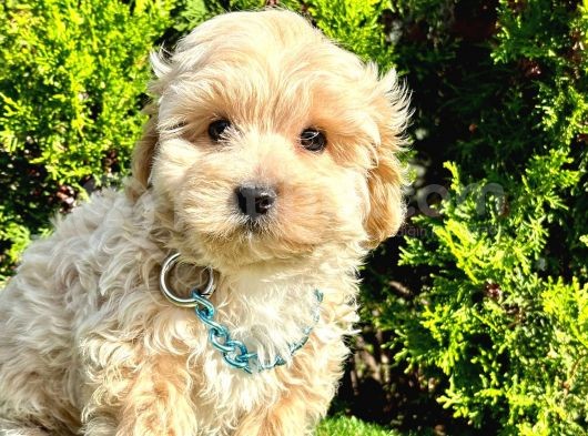 A Kali̇te Mi̇ni̇ Boy Malti̇poo Bebekleri̇mi̇z görsel