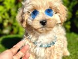 A KALİTE MİNİ BOY MALTİPOO BEBEKLERİMİZ