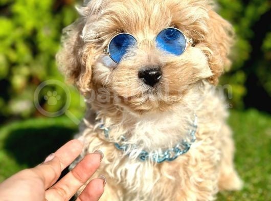A KALİTE MİNİ BOY MALTİPOO BEBEKLERİMİZ