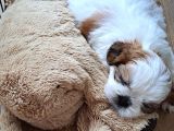 Shih Tzu Orijinal Irk Anne Ve Babası Bizim Bebeklerimiz
