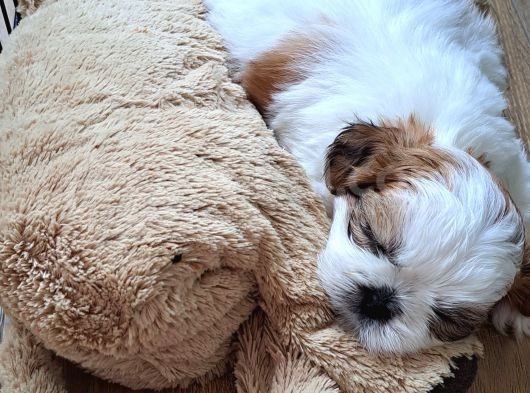 Shih Tzu Orijinal Irk Anne Ve Babası Bizim Bebeklerimiz görsel