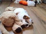 Shih Tzu Orijinal Irk Anne Ve Babası Bizim Bebeklerimiz