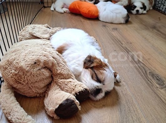 Shih Tzu Orijinal Irk Anne Ve Babası Bizim Bebeklerimiz görsel