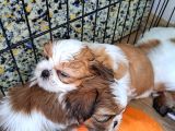 Shih Tzu Orijinal Irk Anne Ve Babası Bizim Bebeklerimiz