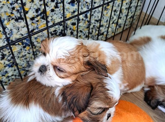 Shih Tzu Orijinal Irk Anne Ve Babası Bizim Bebeklerimiz görsel