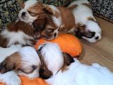 Shih Tzu orijinal Irk Anne ve Babası bizim bebeklerimiz