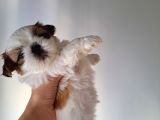 Shih Tzu Orijinal Irk Anne Ve Babası Bizim Bebeklerimiz