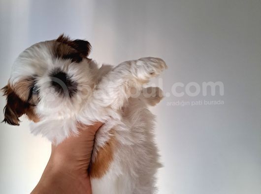 Shih Tzu Orijinal Irk Anne Ve Babası Bizim Bebeklerimiz görsel