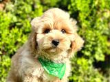 0 Numara Malti̇poo Yavrularimiz