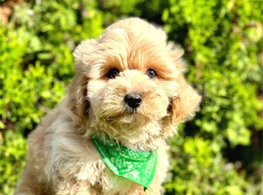 0 NUMARA MALTİPOO YAVRULARIMIZ