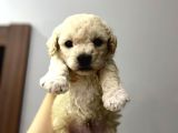 Anne Altından Toy Poodle Yavrusu