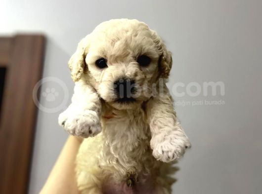Anne Altından Toy Poodle Yavrusu