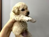 Anne Altından Toy Poodle Yavrusu