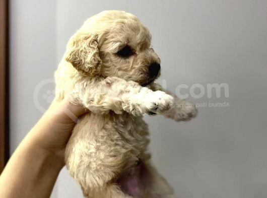 Anne Altından Toy Poodle Yavrusu görsel