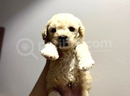 Anne Altından Toy Poodle Yavrusu görsel