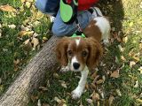 4 Aylık başlangıç eğitimli aşıları tam Cavalier