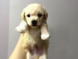 Anne Altından Toy Poodle Yavrusu