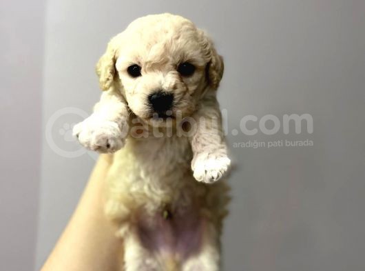 Anne Altından Toy Poodle Yavrusu görsel