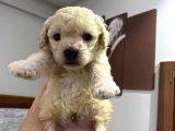 Anne Altından Toy Poodle Yavrusu