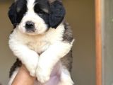 Safkan  fcı kıf  secereli Saint Bernard yavruları