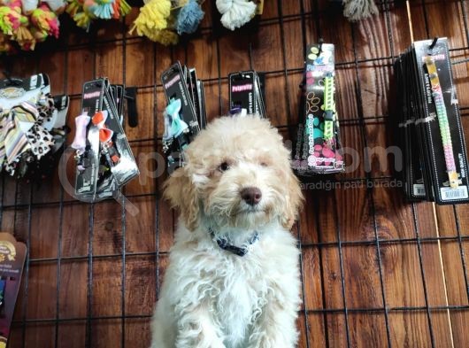 A Secereli Toy Poodle Yavrularımız görsel