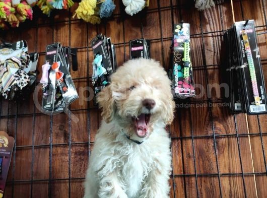 A Secereli Toy Poodle Yavrularımız görsel