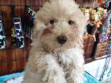 A Secereli Toy Poodle Yavrularımız