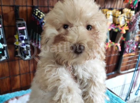 A Secereli Toy Poodle Yavrularımız görsel