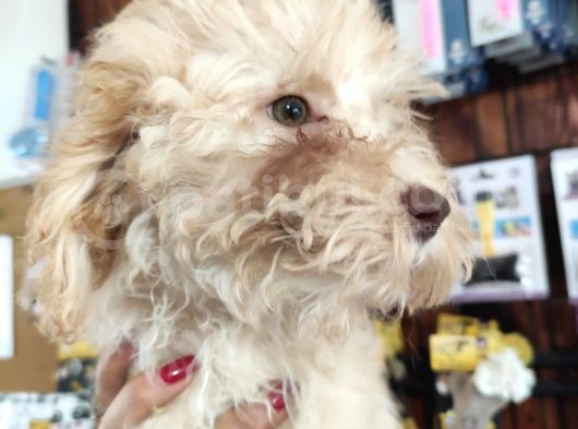 A Secereli Toy Poodle Yavrularımız görsel