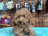 A Secereli Toy Poodle Yavrularımız