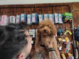A Secereli Toy Poodle Yavrularımız