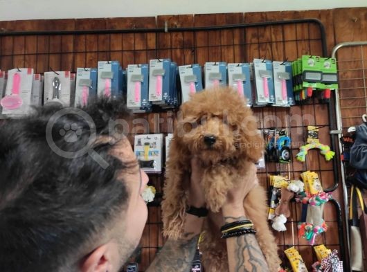 A Secereli Toy Poodle Yavrularımız görsel