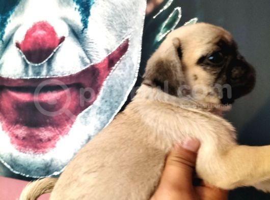 Pug Mops Yavrularımız görsel