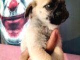 Pug Mops Yavrularımız