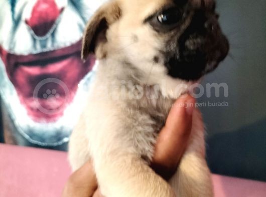 Pug Mops Yavrularımız görsel