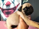 Pug Mops Yavrularımız