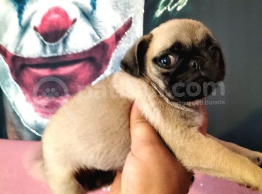 Pug Mops Yavrularımız görsel