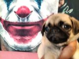 Pug mops yavrularımız