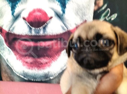 Pug Mops Yavrularımız
