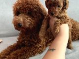 Darkredbrown Anne Yanında Toypoodle Bebeklerim