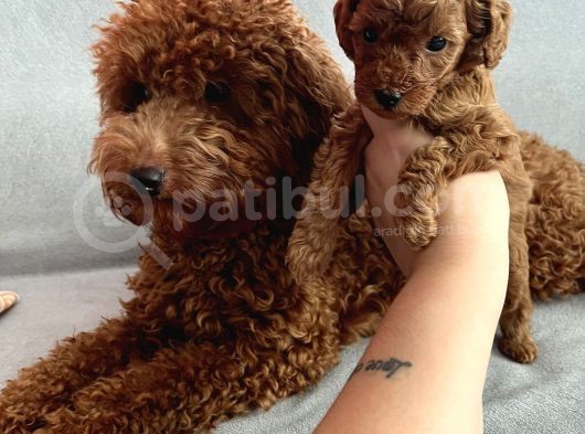 Darkredbrown Anne Yanında Toypoodle Bebeklerim görsel