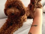Darkredbrown Anne Yanında Toypoodle Bebeklerim