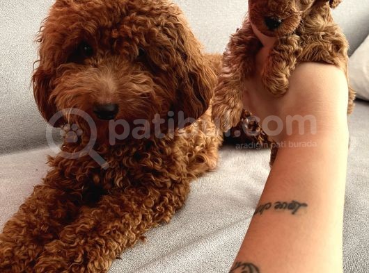 Darkredbrown Anne Yanında Toypoodle Bebeklerim görsel