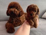 Darkredbrown anne yanında toypoodle bebeklerim