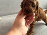 Darkredbrown Anne Yanında Toypoodle Bebeklerim
