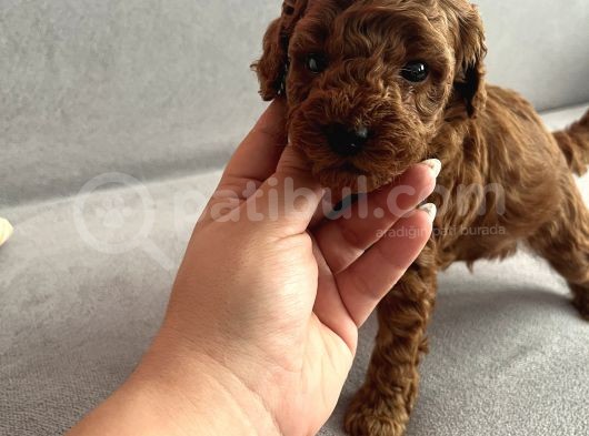 Darkredbrown Anne Yanında Toypoodle Bebeklerim görsel