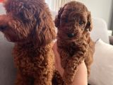 Darkredbrown Anne Yanında Toypoodle Bebeklerim